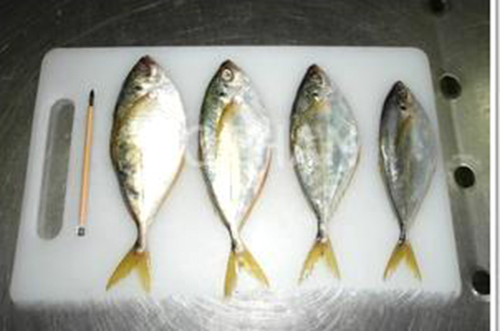 樹(shù)葉魚.jpg